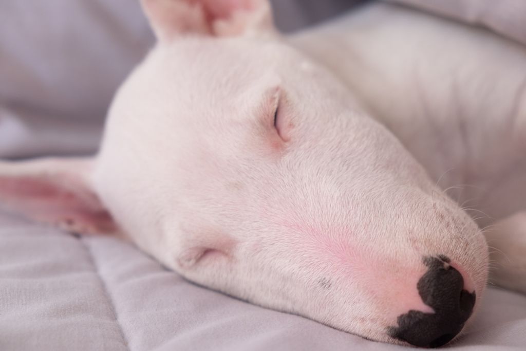 Bull Terrier slaapt vredig op bed