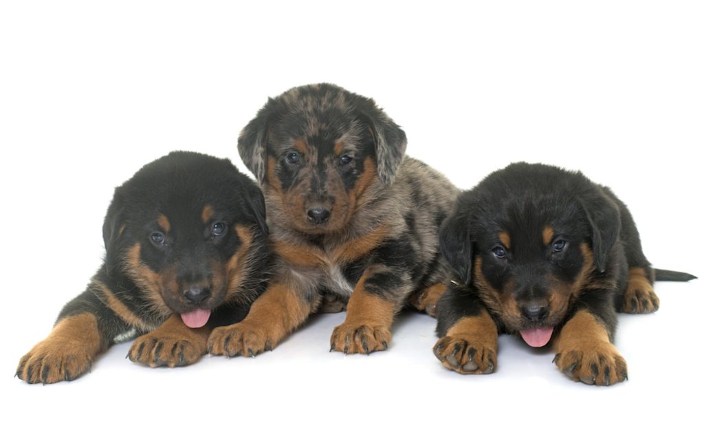 Cuccioli di Beauceron