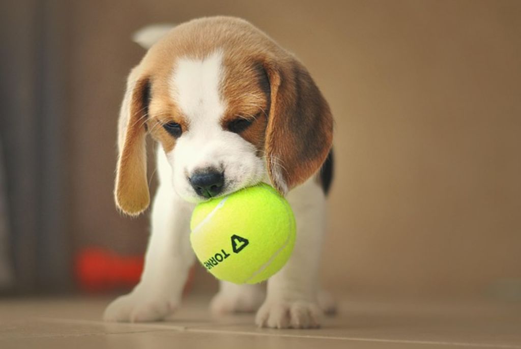 Chiot beagle