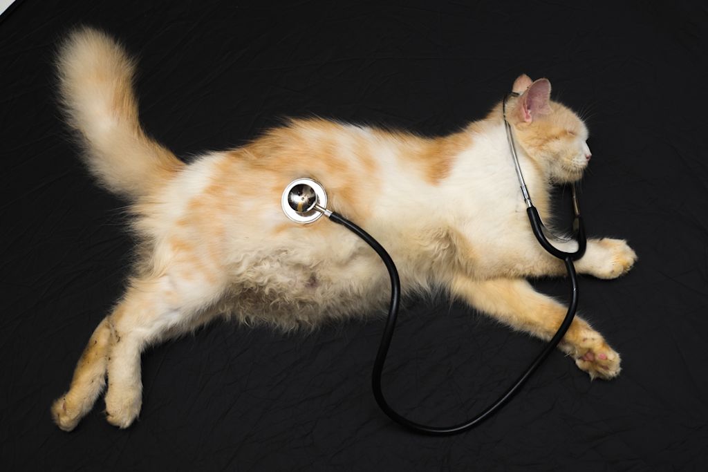 Dierenarts onderzoekt rode kat