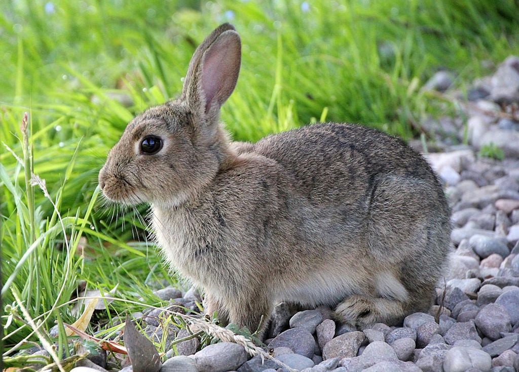 LAPIN3