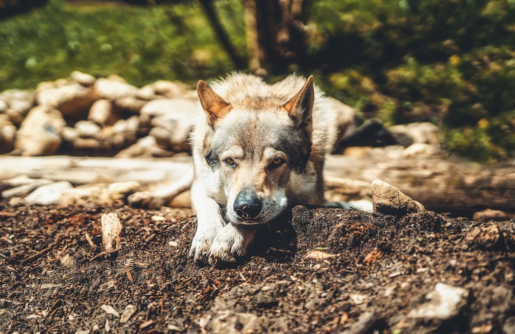 Chien loup tchécoslovaque adulte
