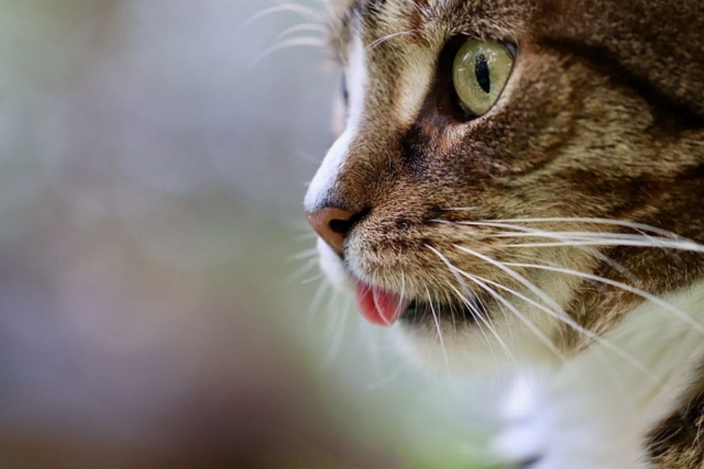 Chat piqure de guepe