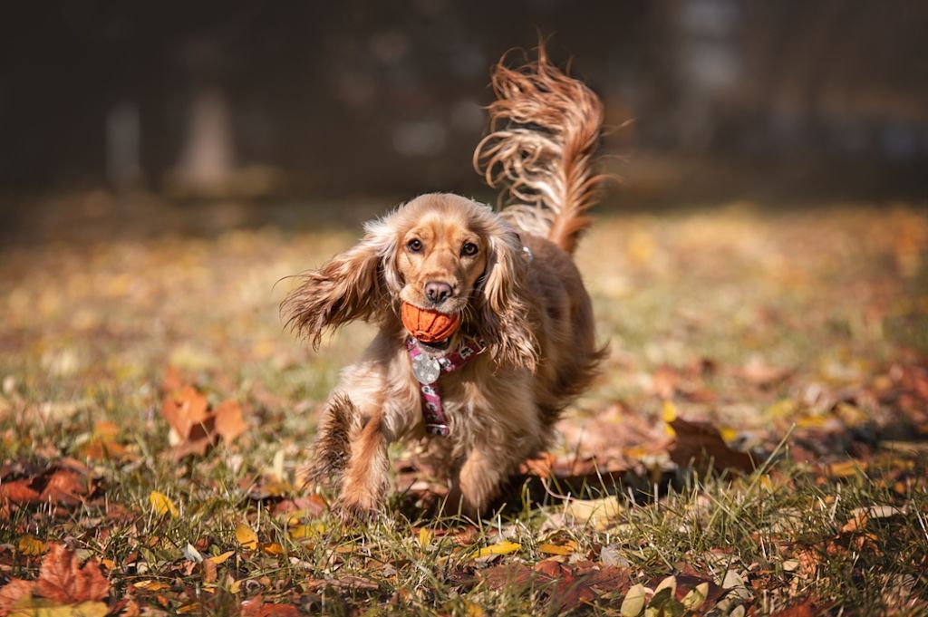 Engelse Cocker Spaniel wandelt vrolijk in veld