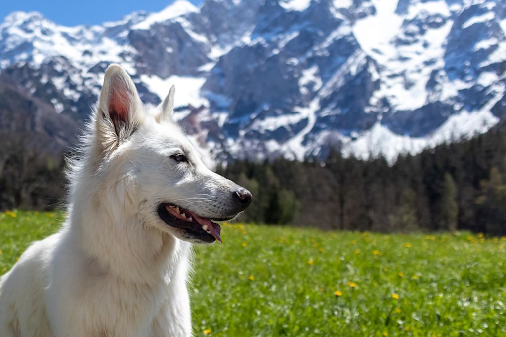 berger blanc suisse devant une montagne