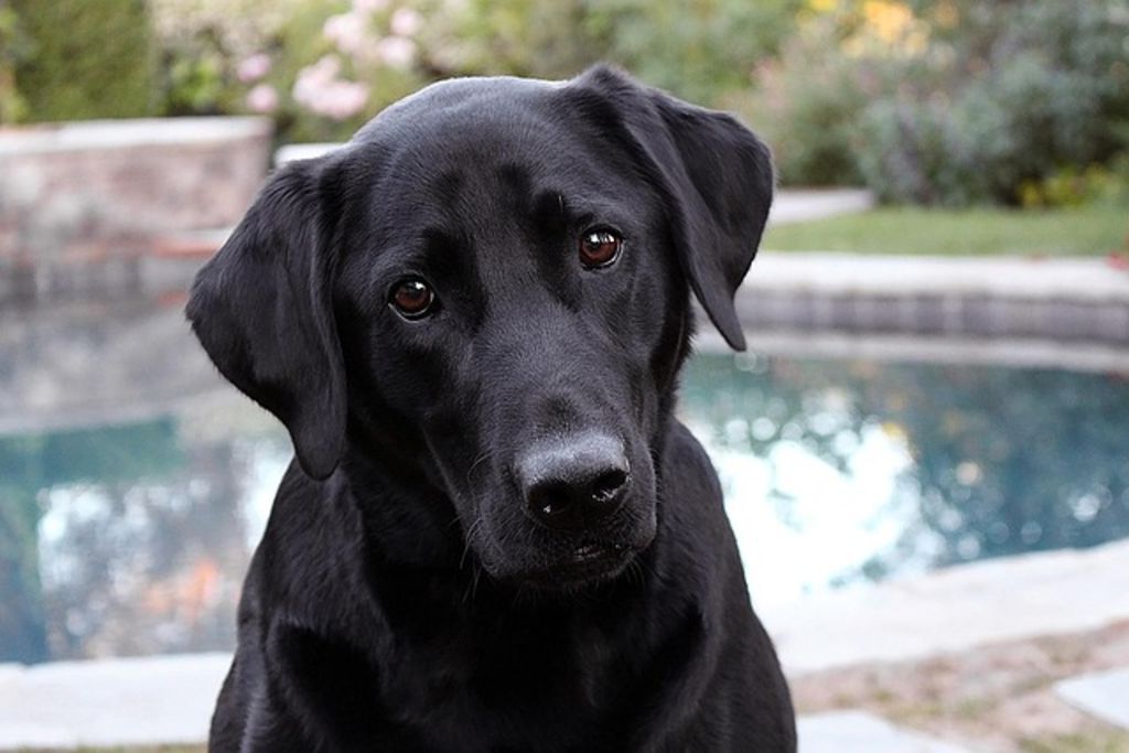 chien labrador noir