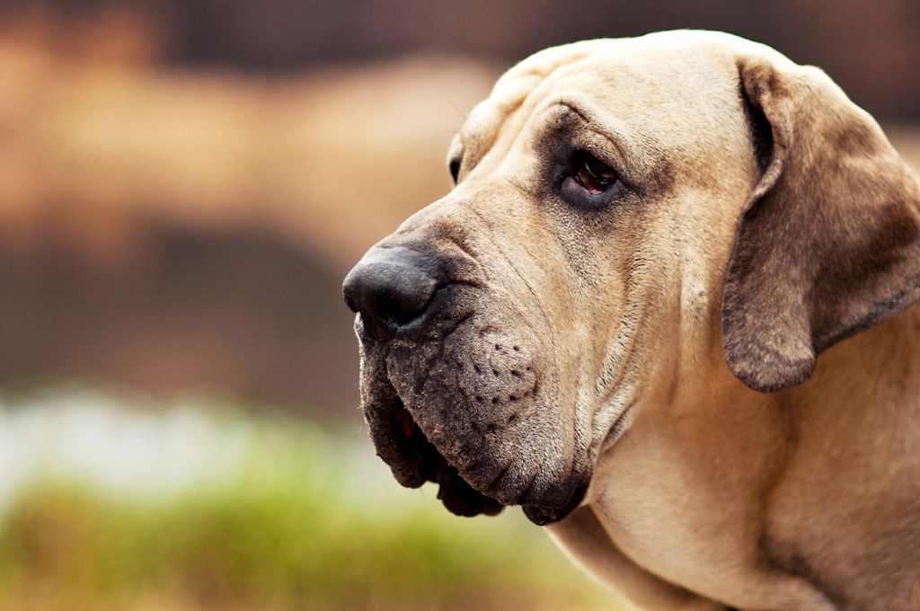 portrait fila brasileiro