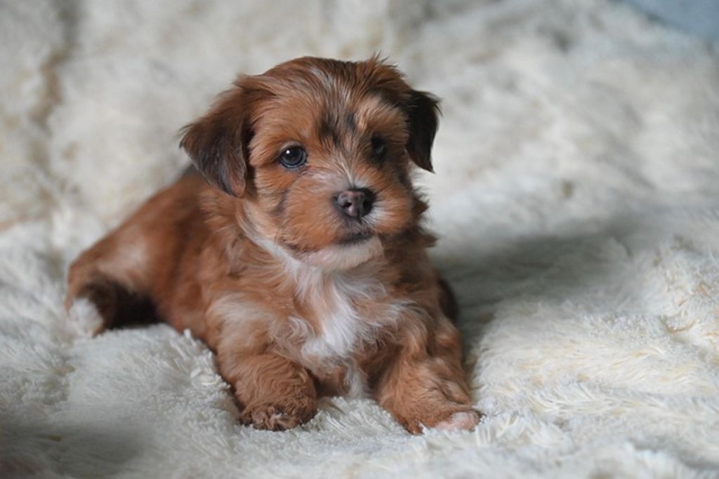 Chiot Bichon Havanais