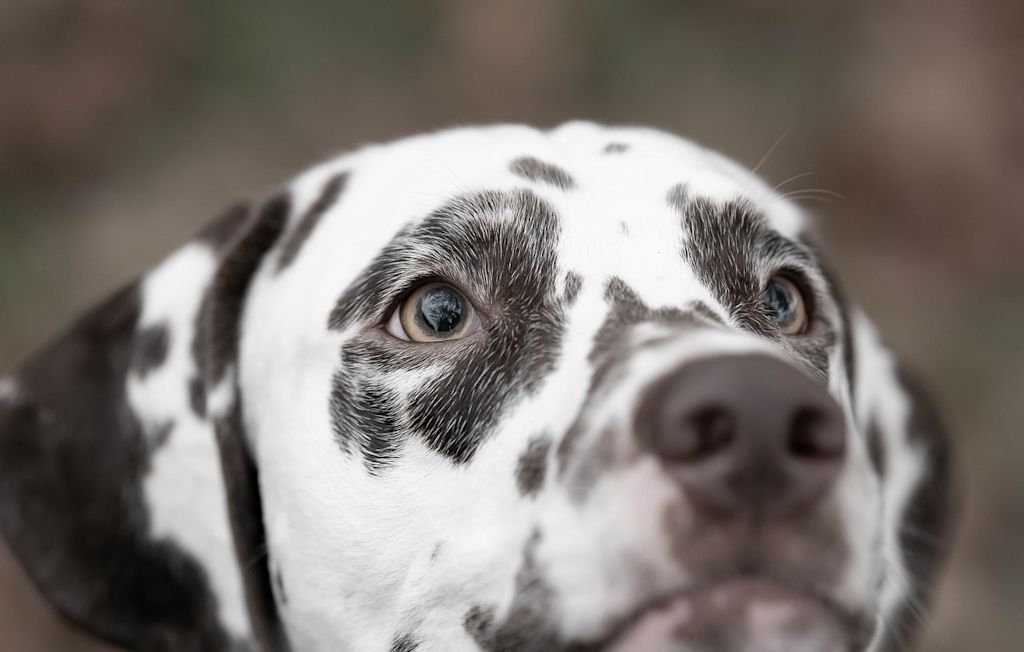 dalmatien dans l'herbe