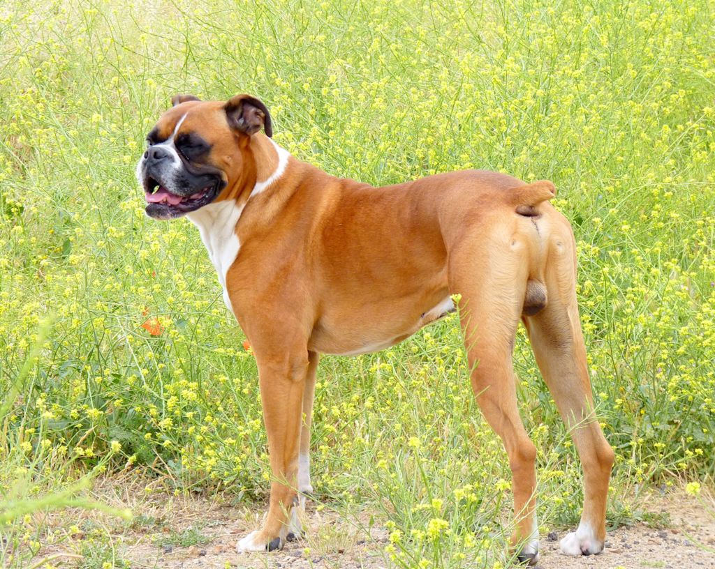 chien boxer marron