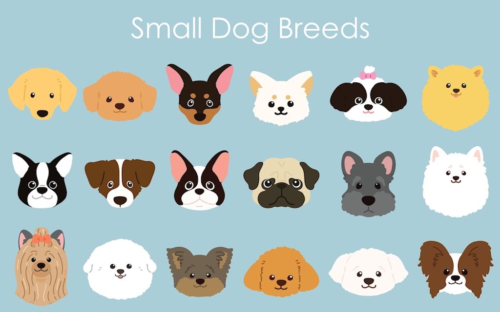 Dibujo de razas de perros miniatura