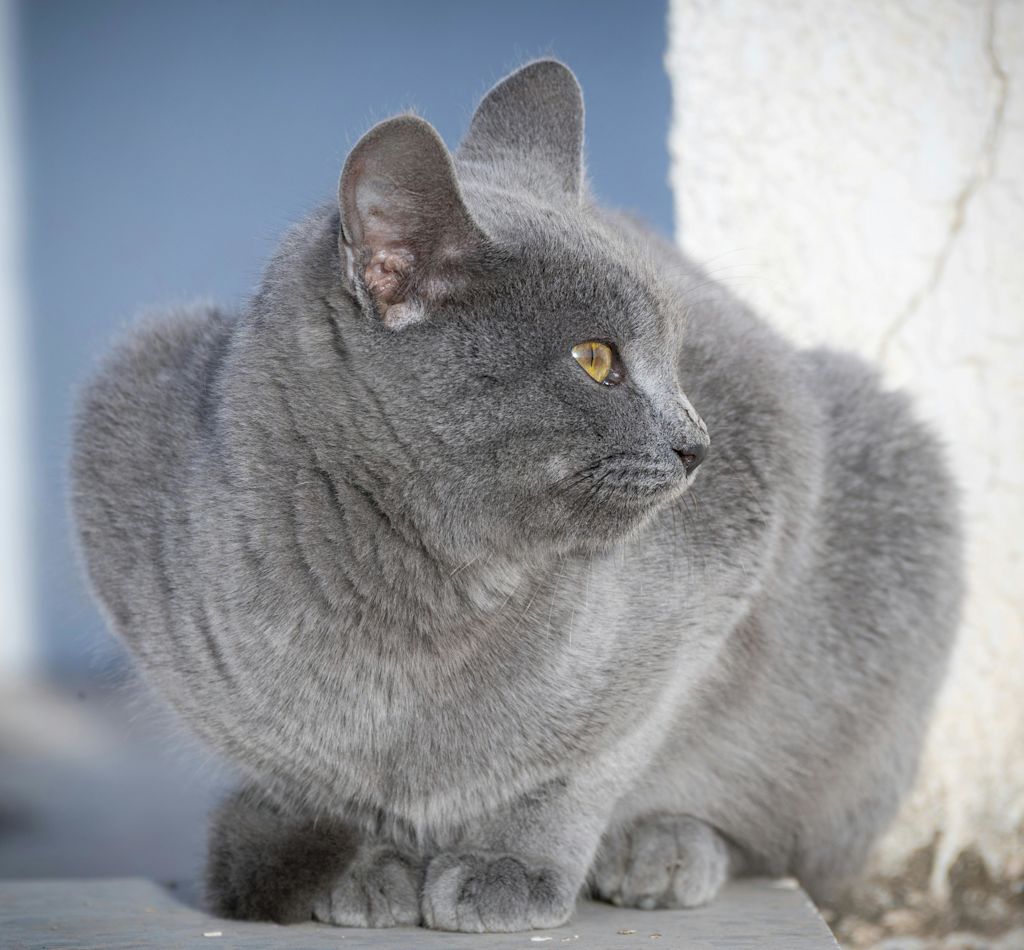Chartreux en extérieur
