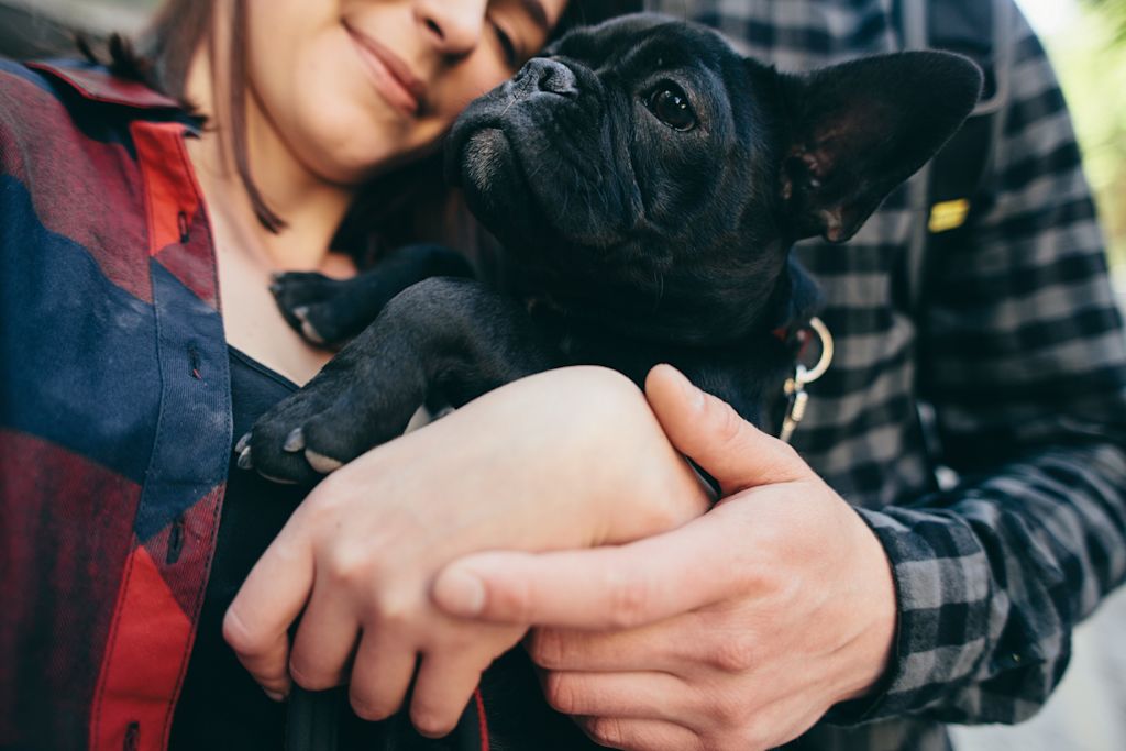 adoption chien acte responsable