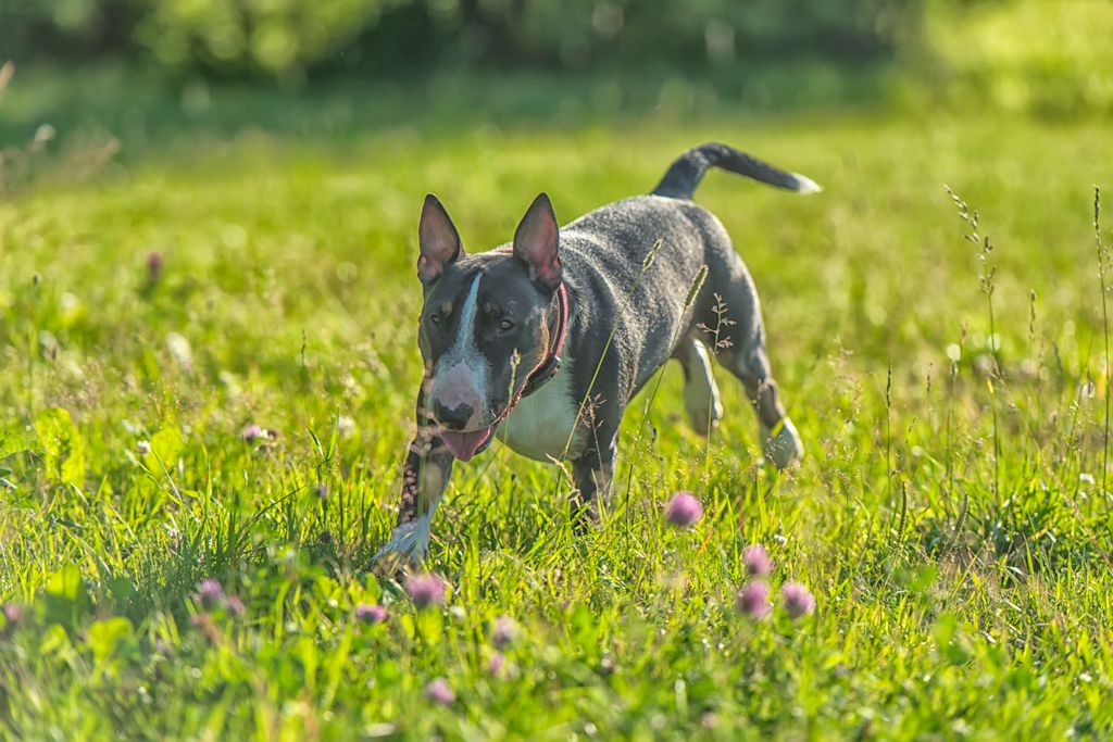 bull terrier joyeux