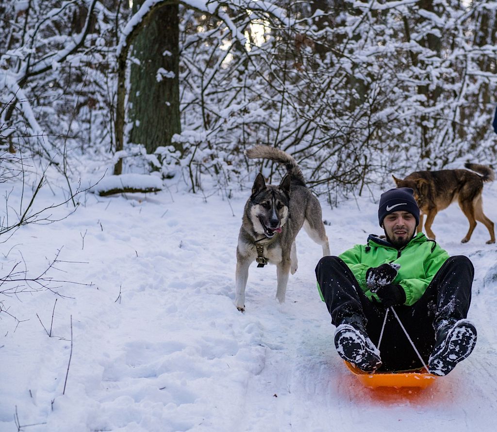chien luge