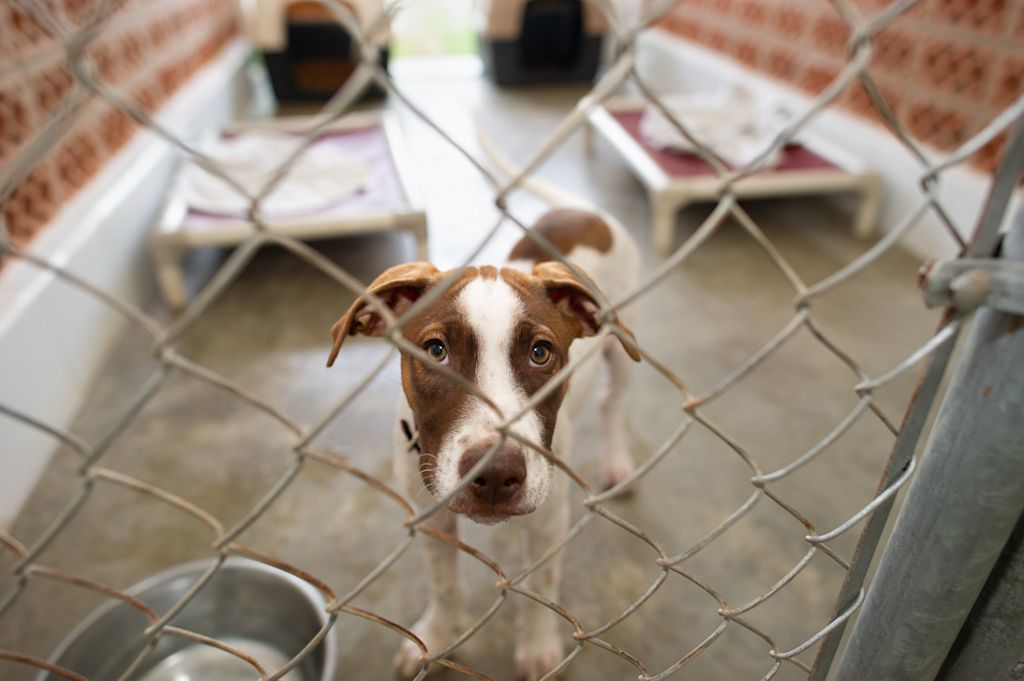 chien triste dans un refuge