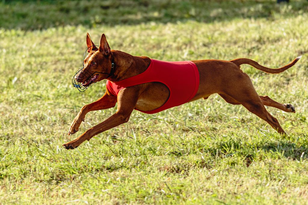 Podenco qui court