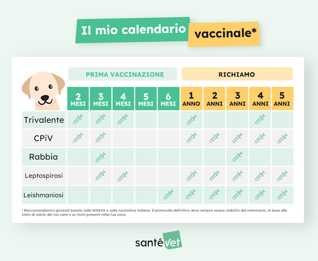 SVIT - Infographie - Calendrier Vaccination ChienV2