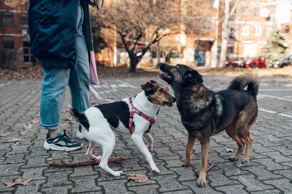 chiens en promenade
