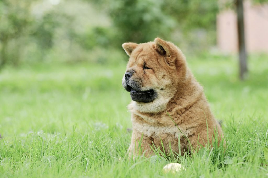 chiot chow chow