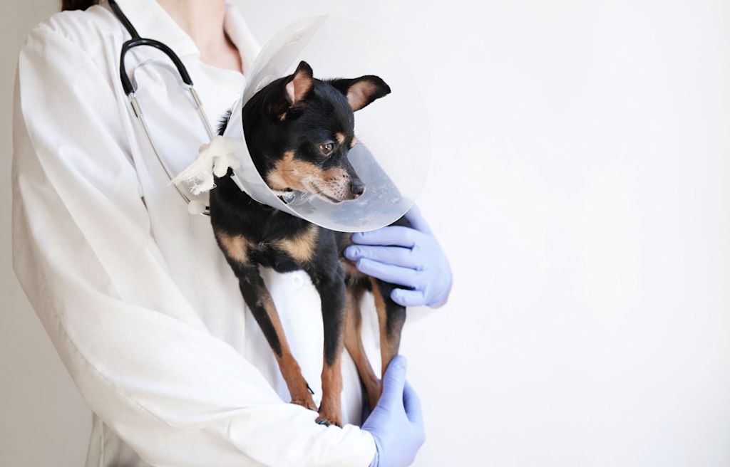 pyometre chienne collerette