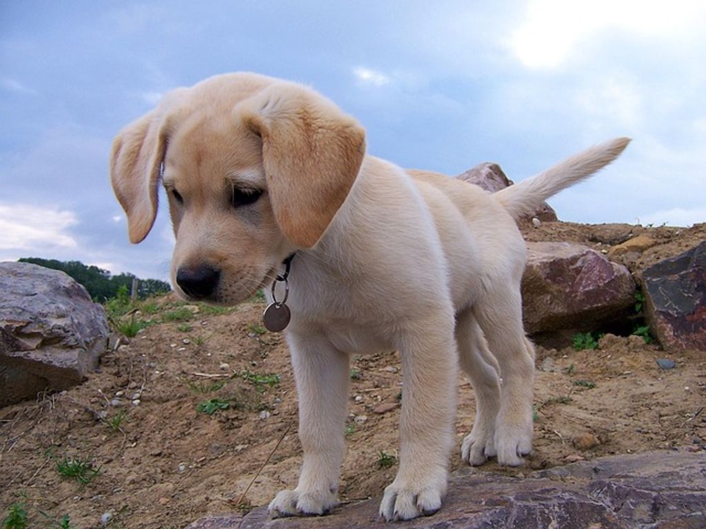 chiot labrador