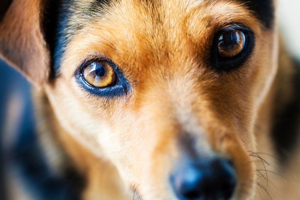 cataracte chien croisé