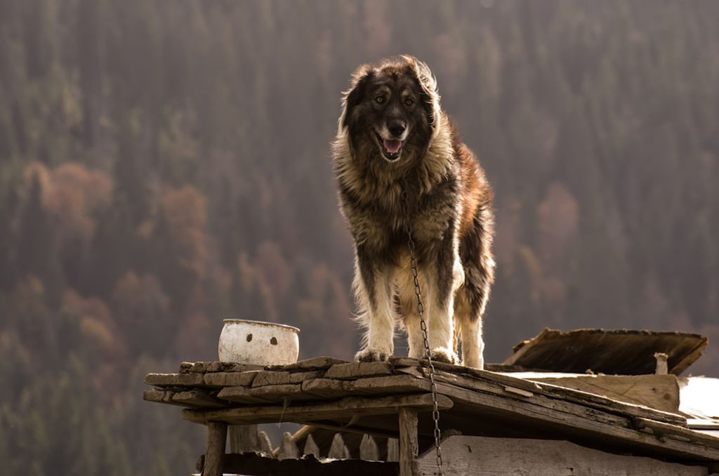 Charplaninatz kijkt waakzaam vanaf houten dak