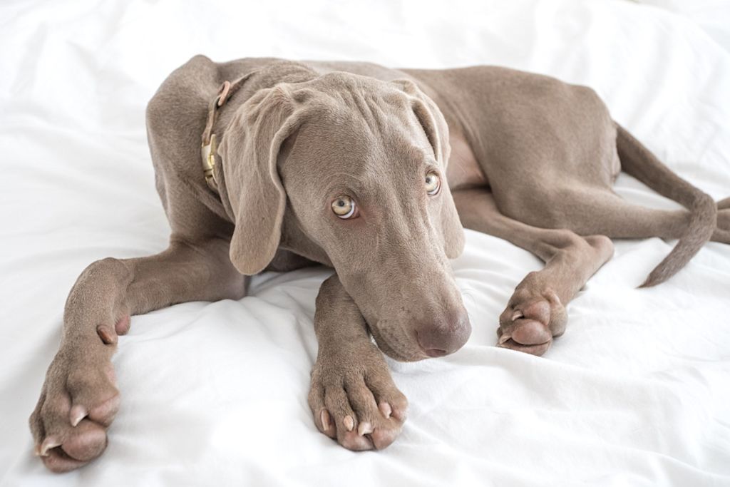 braque de Weimar fatigué