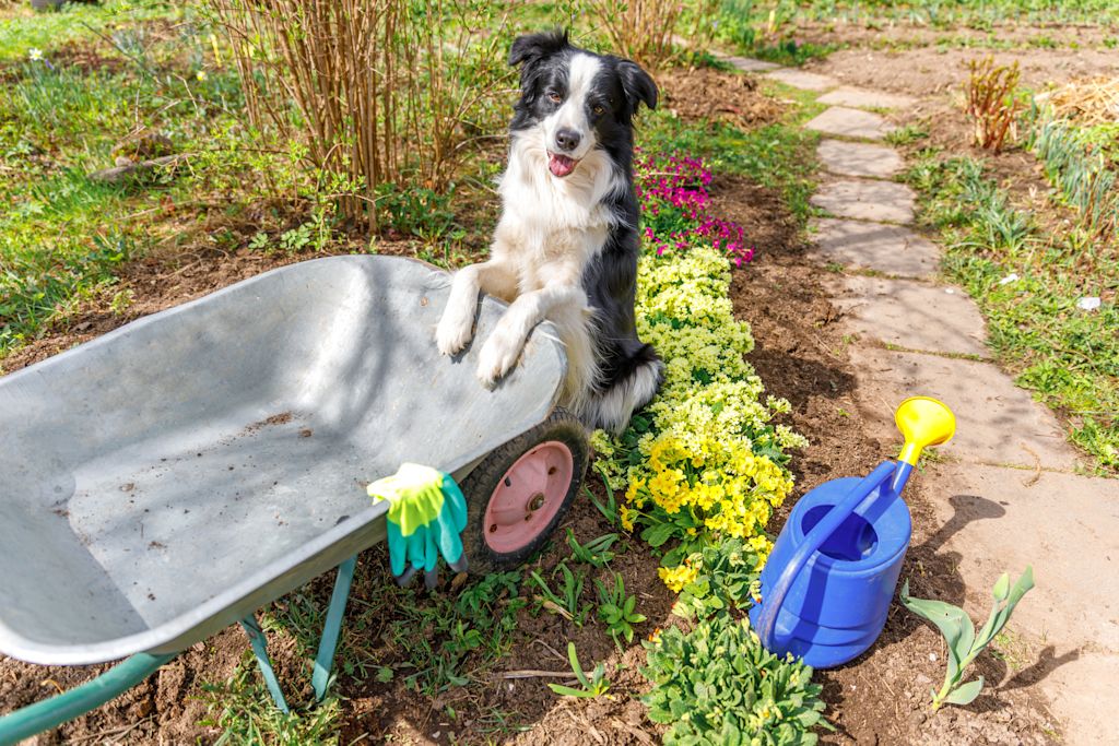 chien au jardin