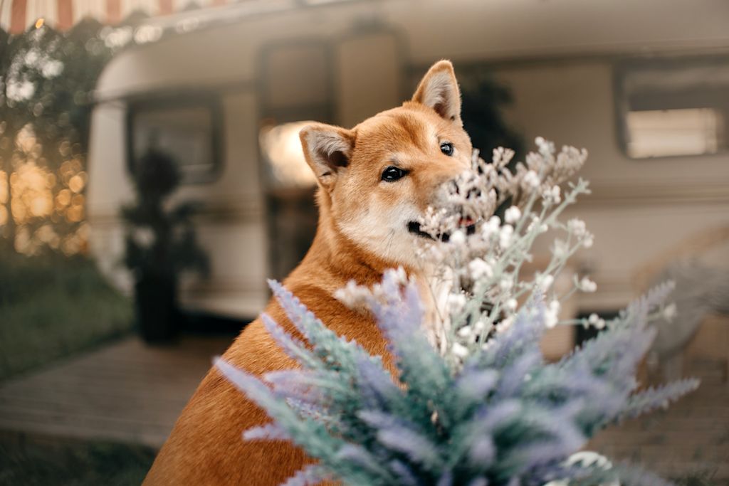 Shiba inu