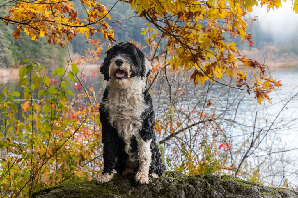 Portugiesische Wasserhunde sind aktive Begleiter