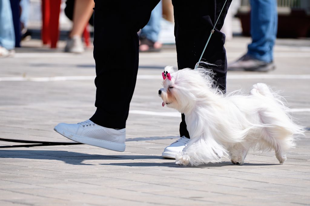 bichon maltais en laisse