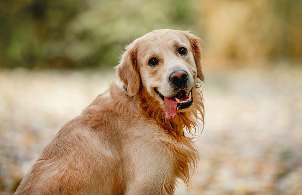 Golden retriever langue qui pend