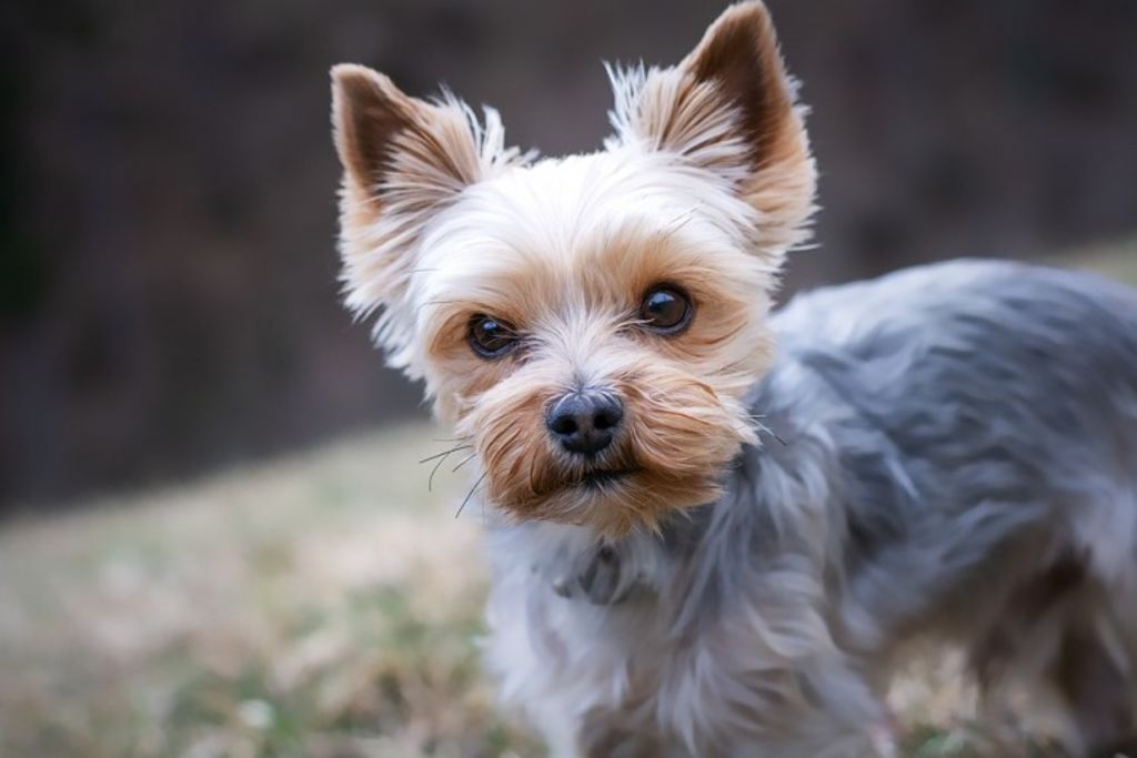 yorkshire-terrier-4783327 960 720