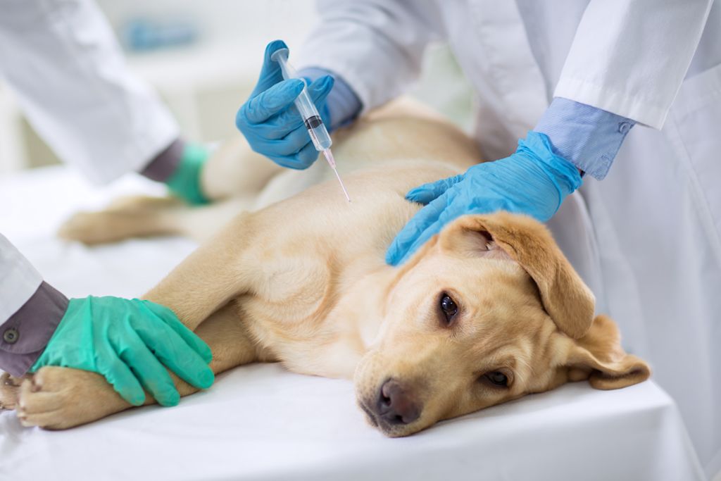 Zieke hond krijgt injectie