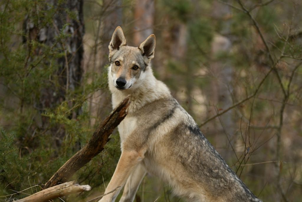 Tsjechoslowaakse Wolfhond poseert naast herdershond