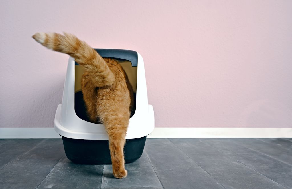 chat litiere giardiose