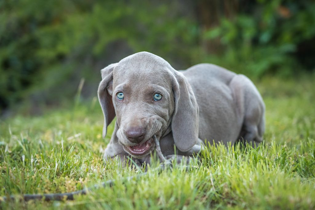 chiot braque de Weimar