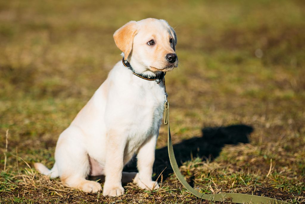 chiot labrador en laisse
