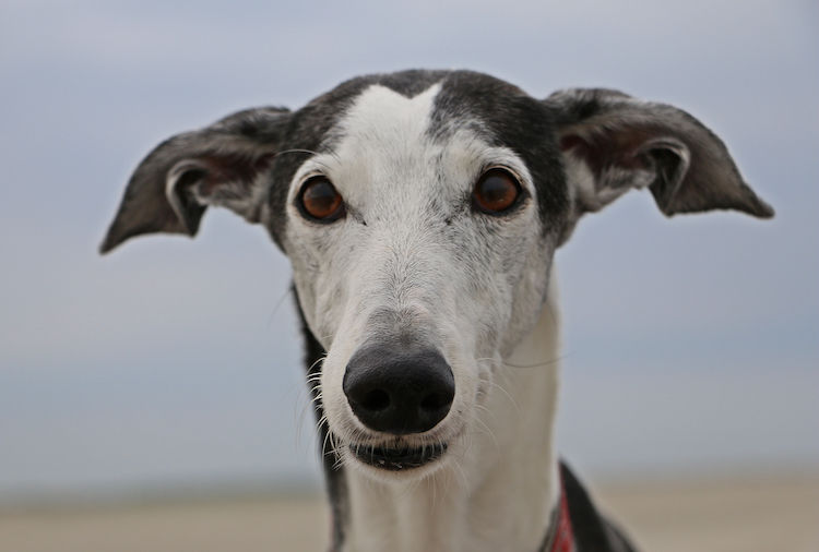 portrait galgo espagnol
