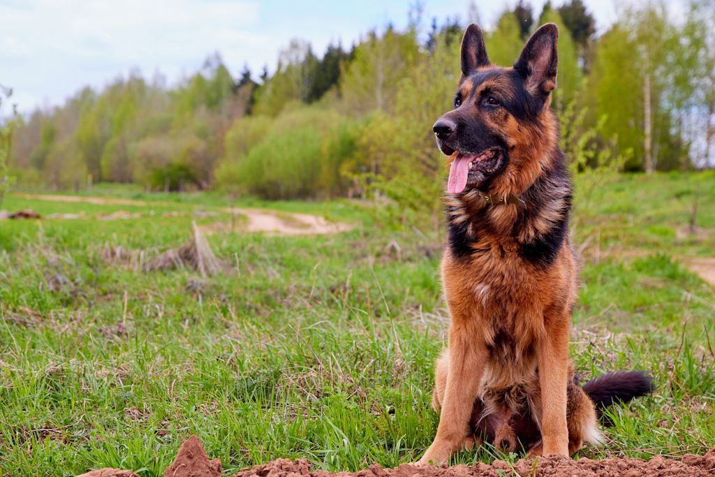 berger allemand intelligent