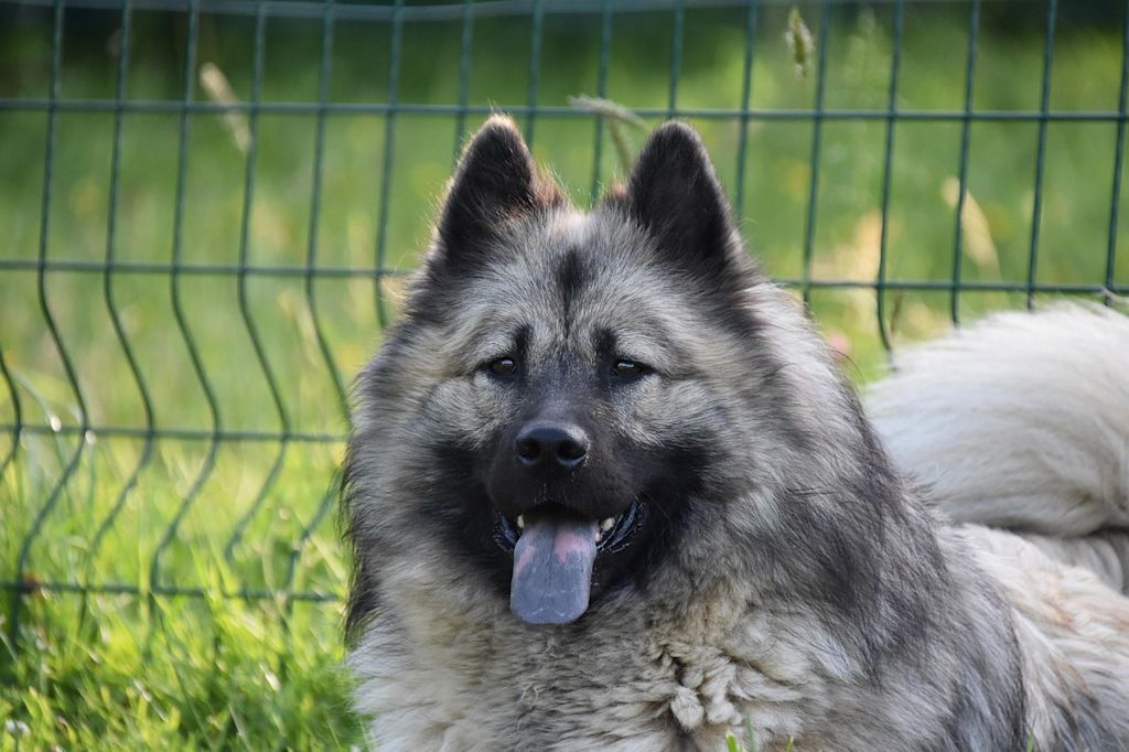 chienne reproductrice herpesvirose