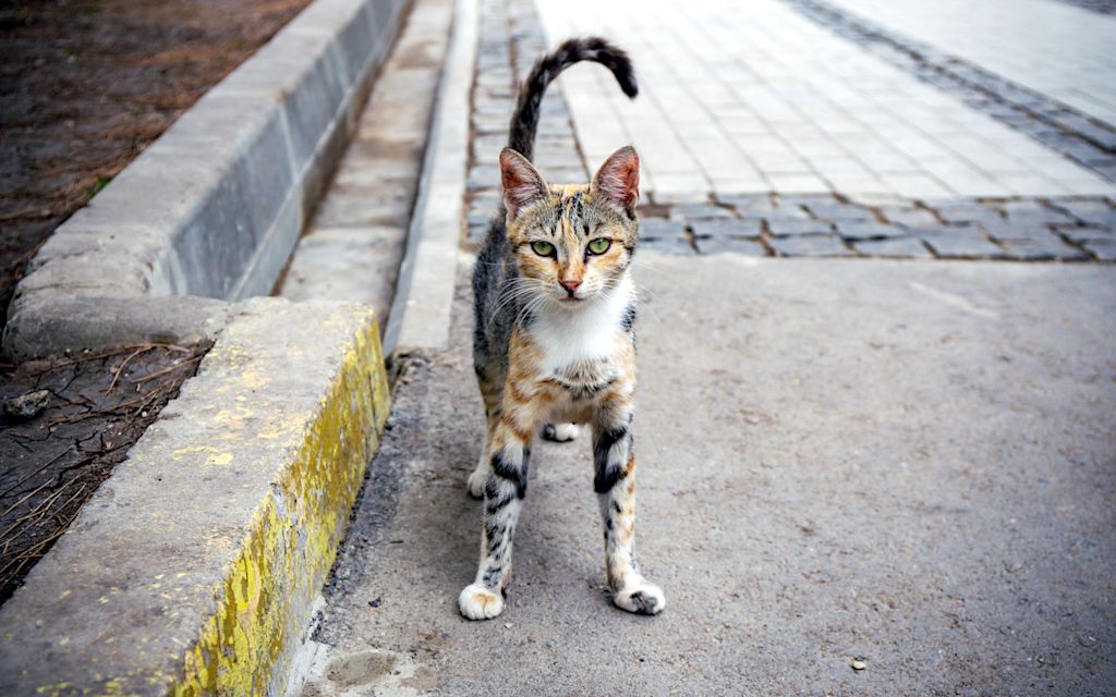 chat aux couleurs vives