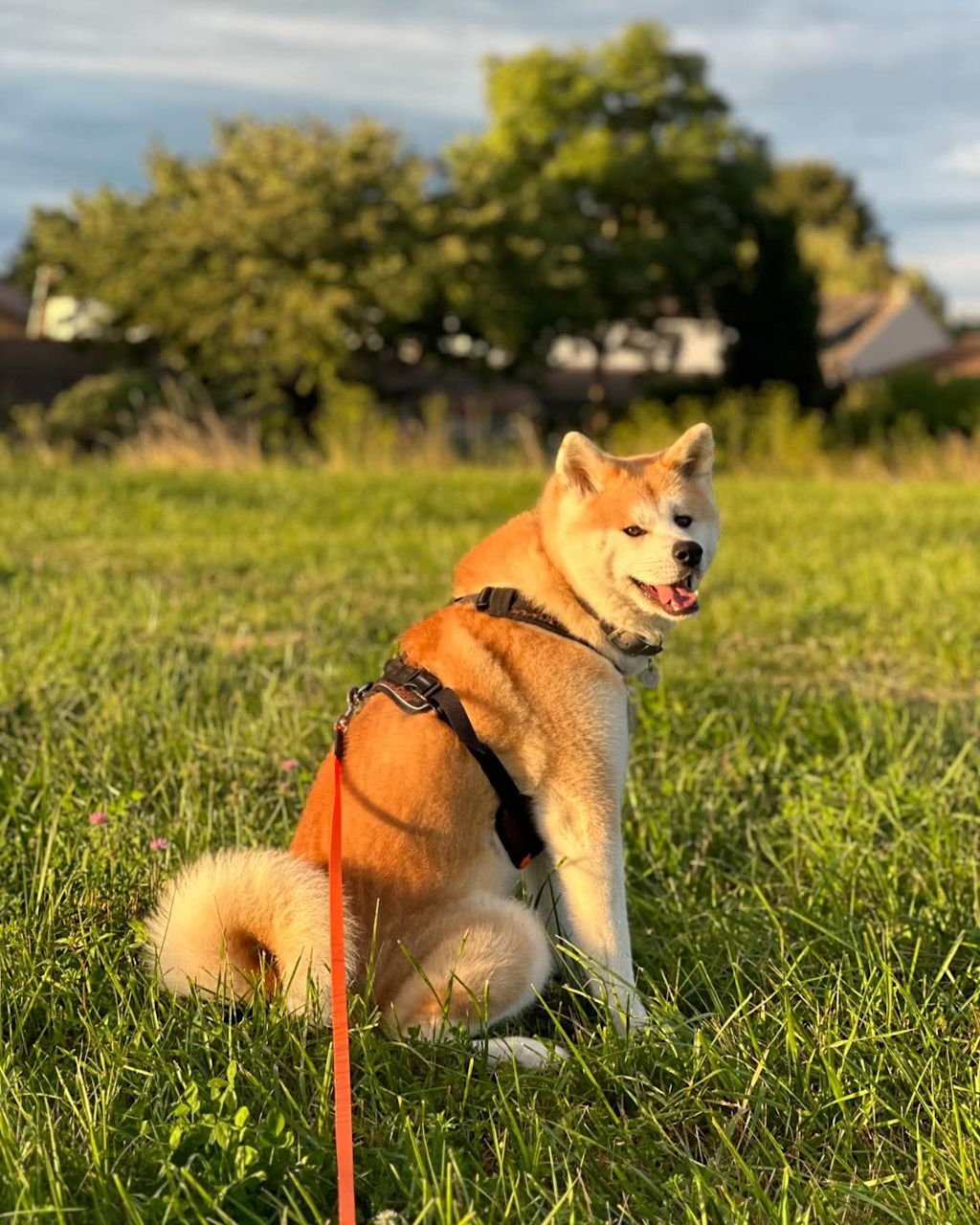 Akita Inu