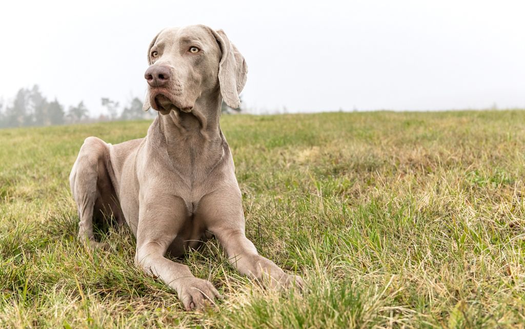 Weimaraner portret met lichte ogen