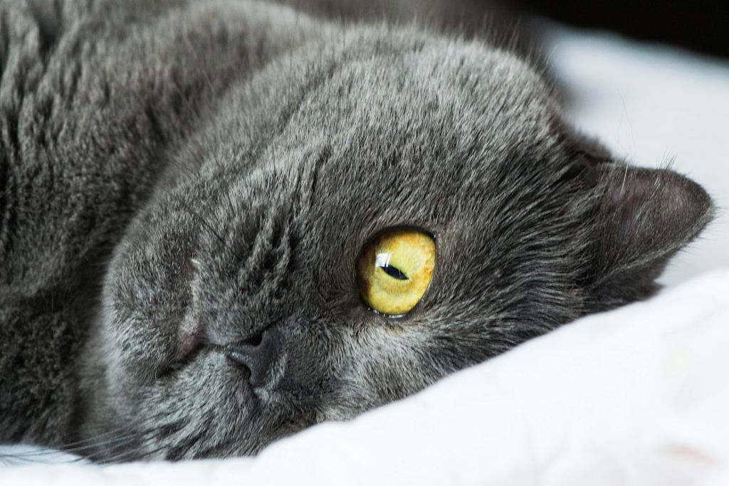 Chartreux allongé