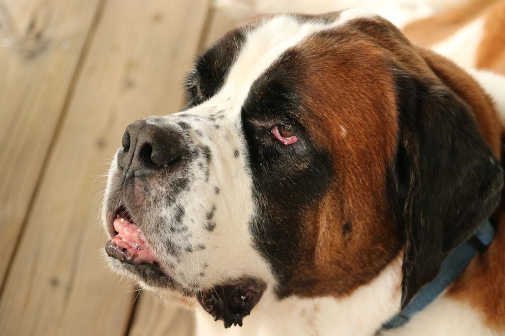 Saint Bernard