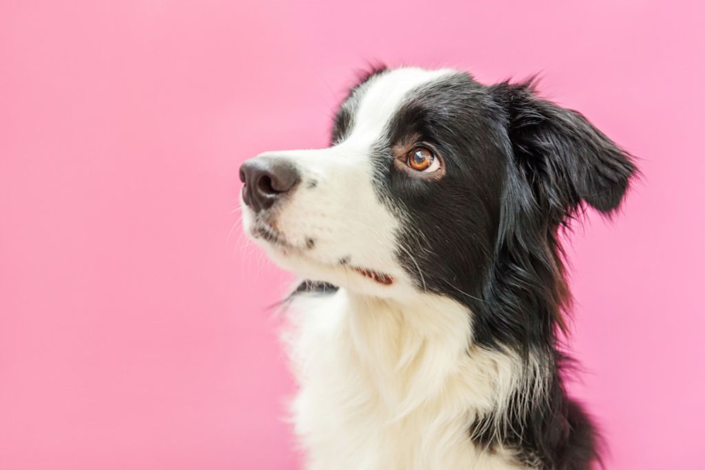 Border Collie attentif