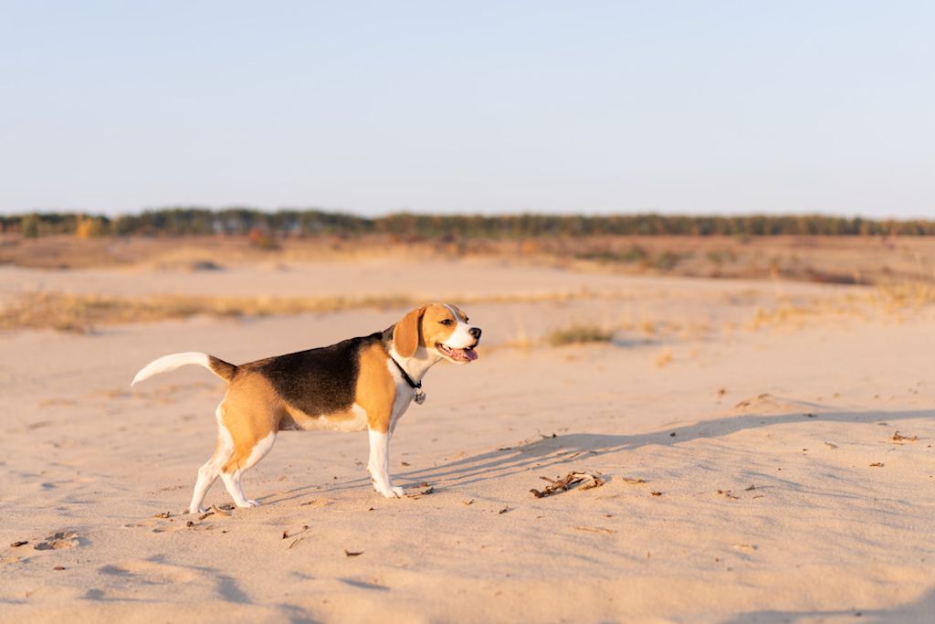 Beagle sur la plage